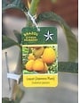 LOQUAT, 'JAPANESE PLUM', 3G