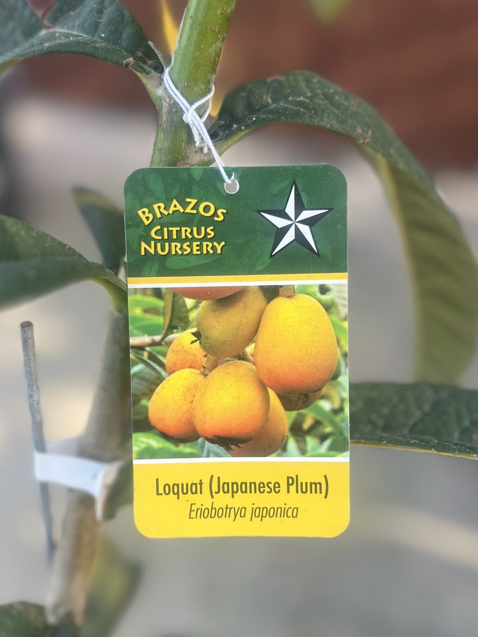 LOQUAT, 'JAPANESE PLUM', 3G