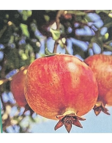 FRUIT TREE, 'POMEGRANATE, 'SALAVATSKI', 3G