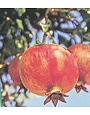 SALAVATSKI POMEGRANTAE TREE, 3 GALLON