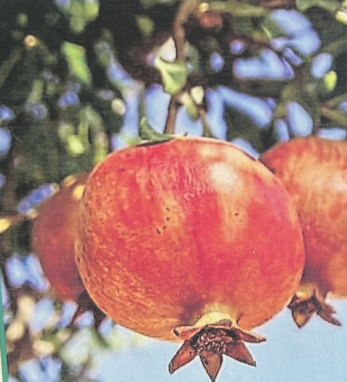 SALAVATSKI POMEGRANTAE TREE, 3 GALLON