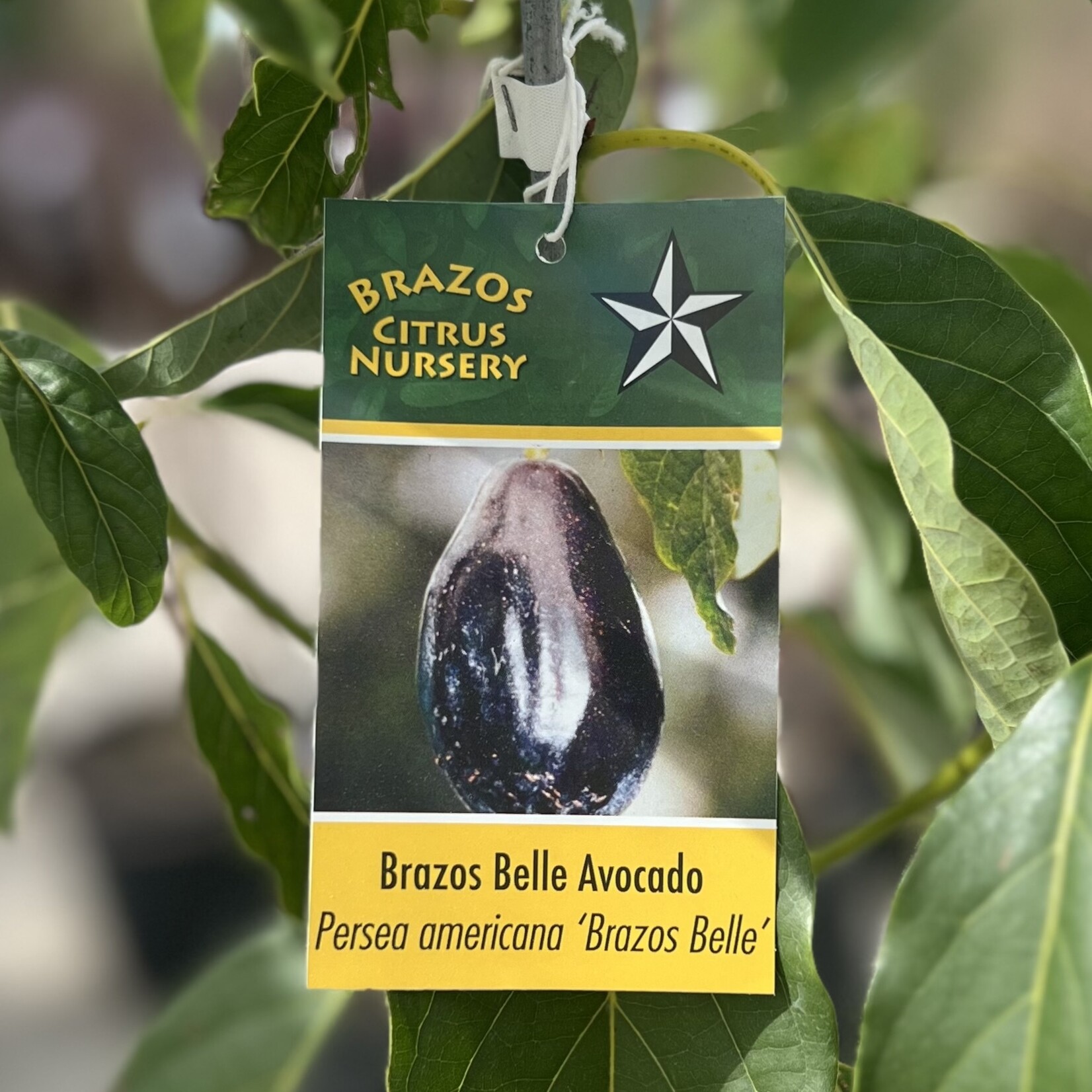 FRUIT TREE, 'AVOCADO, 'BRAZOS BELLE', 3G