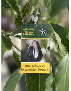 FRUIT TREE, AVOCADO, 'BRAZOS BELLE', 3G