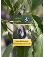 BRAZOS BELLE AVOCADO TREE, 3 GALLON