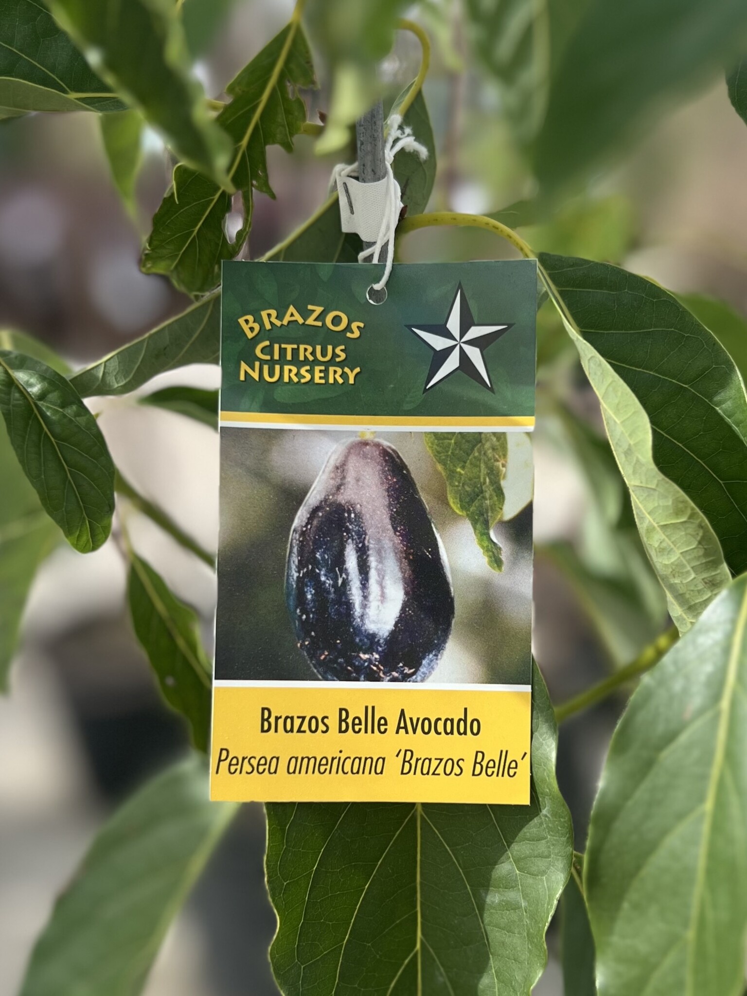FRUIT TREE, AVOCADO, 'BRAZOS BELLE', 3G