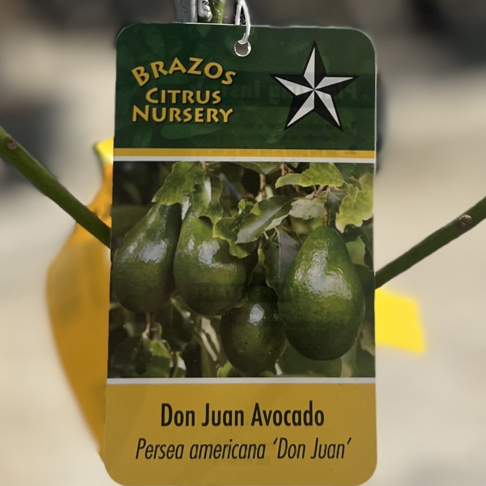 FRUIT TREE, 'AVOCADO, 'DON JUAN', 3G