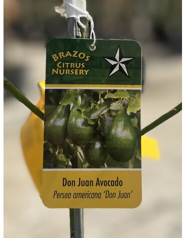 FRUIT TREE, AVOCADO, 'DON JUAN', 3G