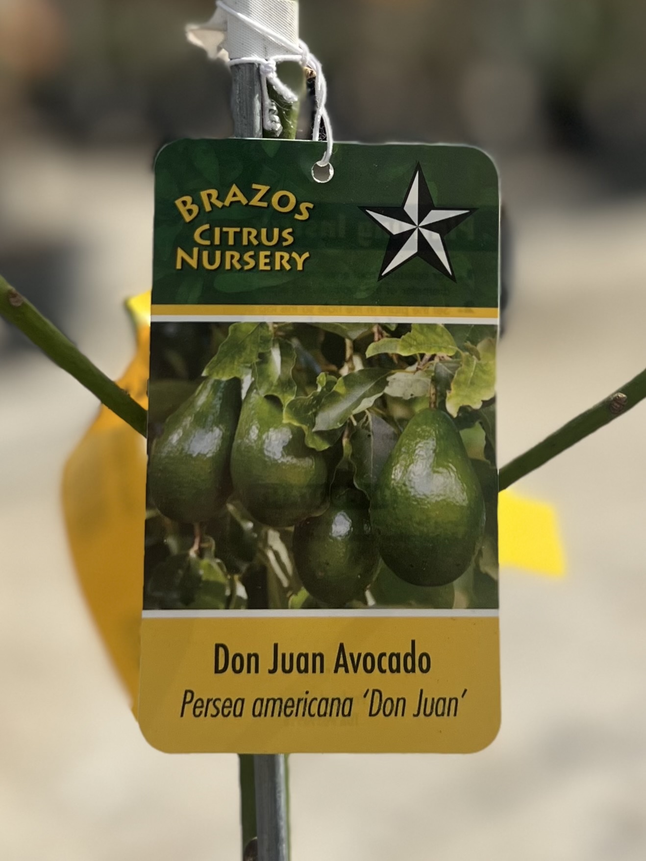Fruit Tree, Don Juan Avocado Tree 3 Gallon - Persea americana 'Don Juan'