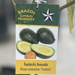 FRUIT TREE, 'AVOCADO, 'FANTASTIC', 3G