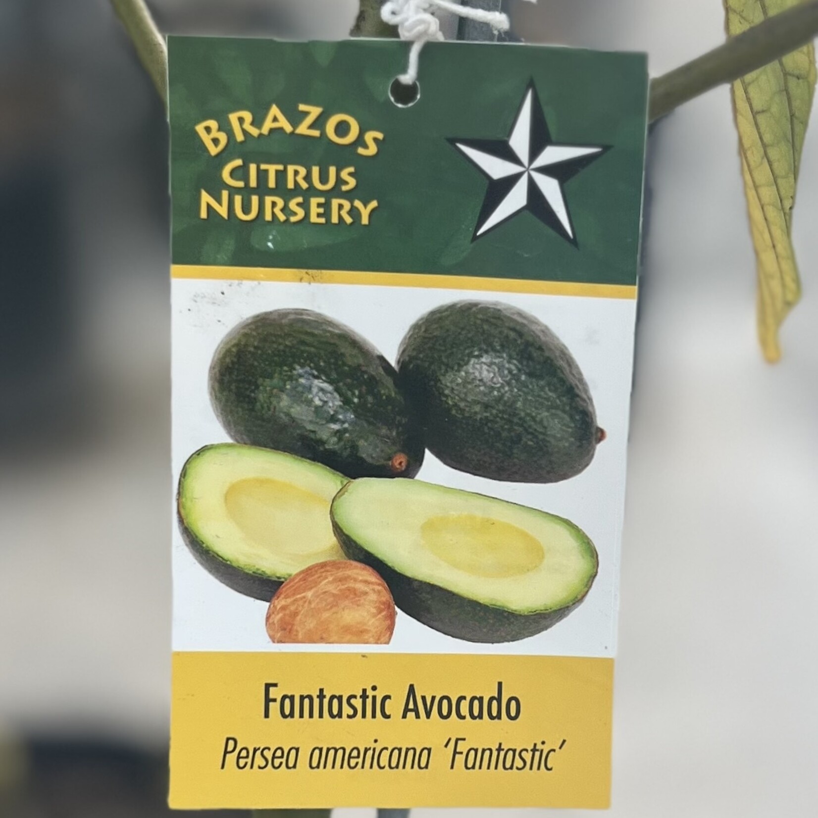 FRUIT TREE, 'AVOCADO, 'FANTASTIC', 3G