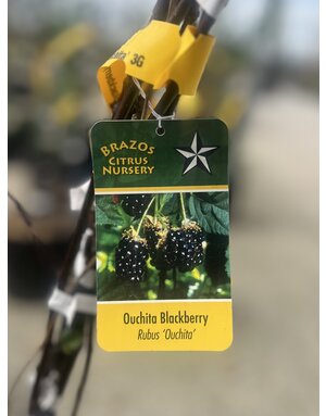 Blackberry 'Ouachita' 3G