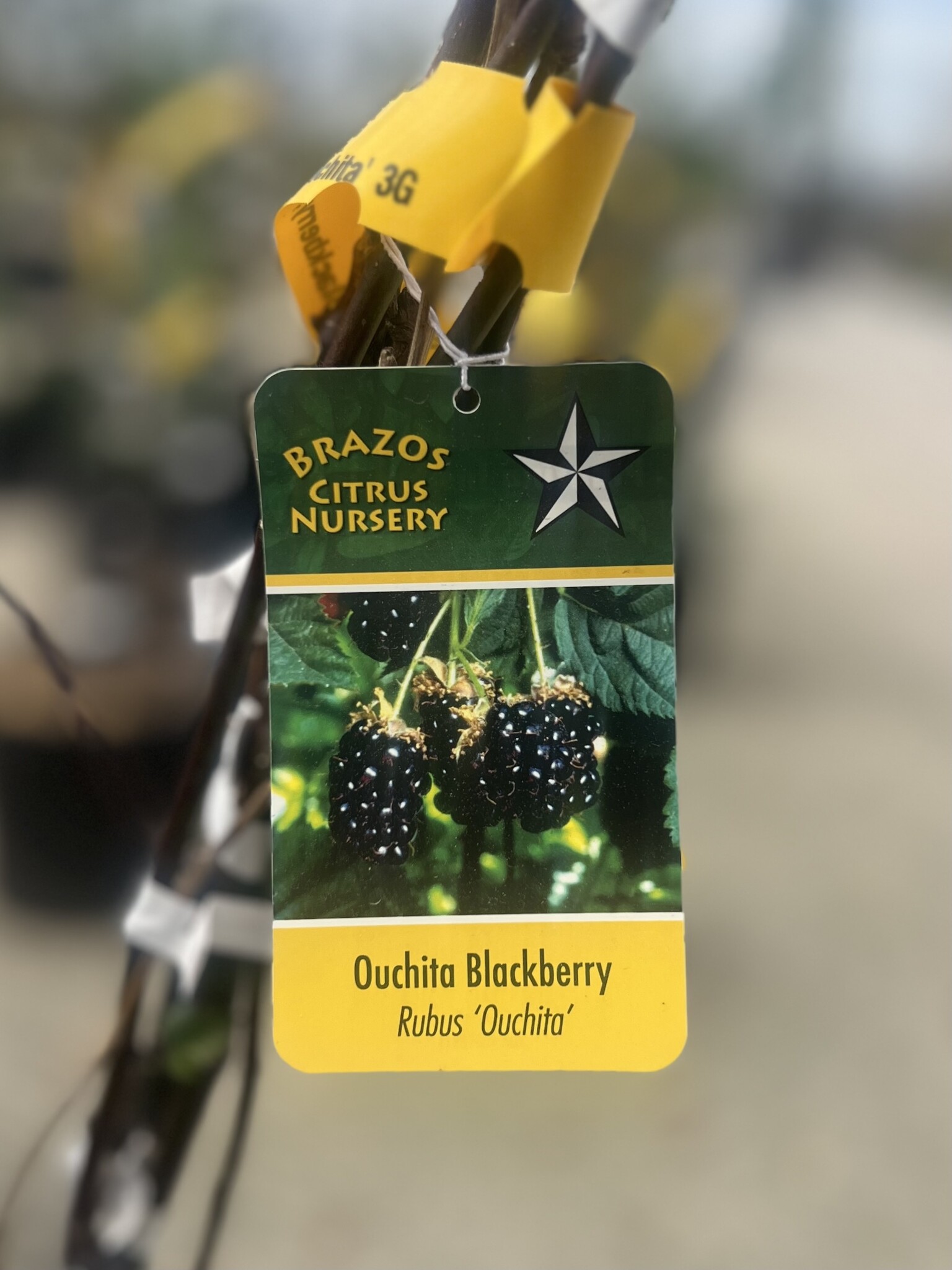 'Ouachita' Blackberry 3 Gallon - Premium Thornless Variety