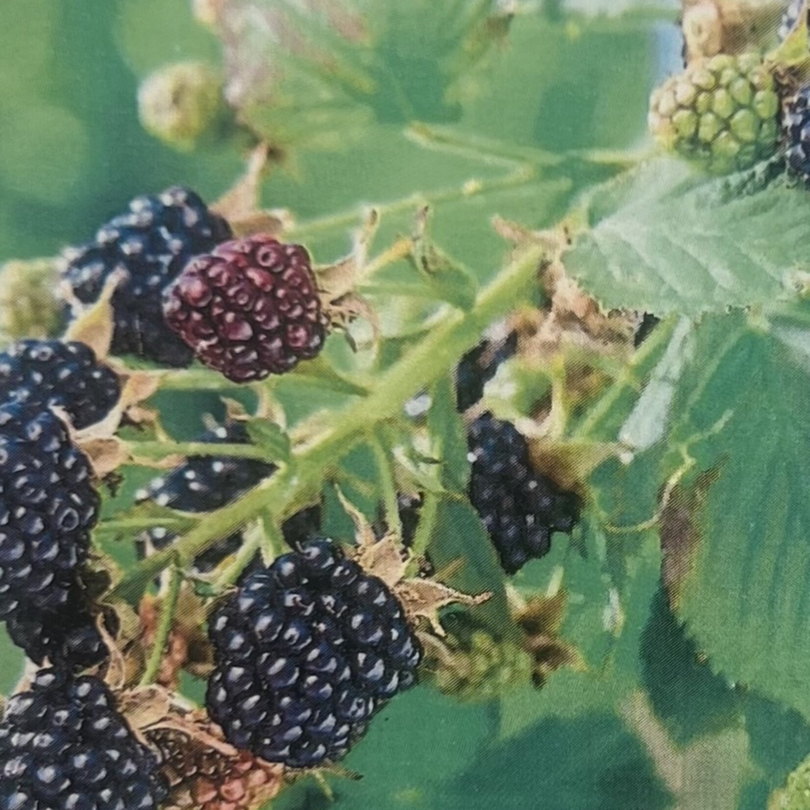 BLACKBERRY, 'OSAGE', 3G
