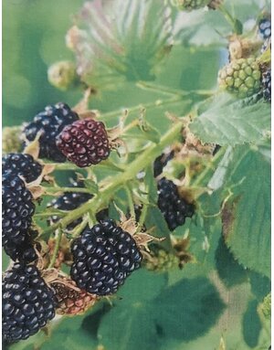 BLACKBERRY, 'OSAGE', 3G