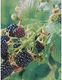 OSAGE BLACKBERRY PLANT, 3 GALLON