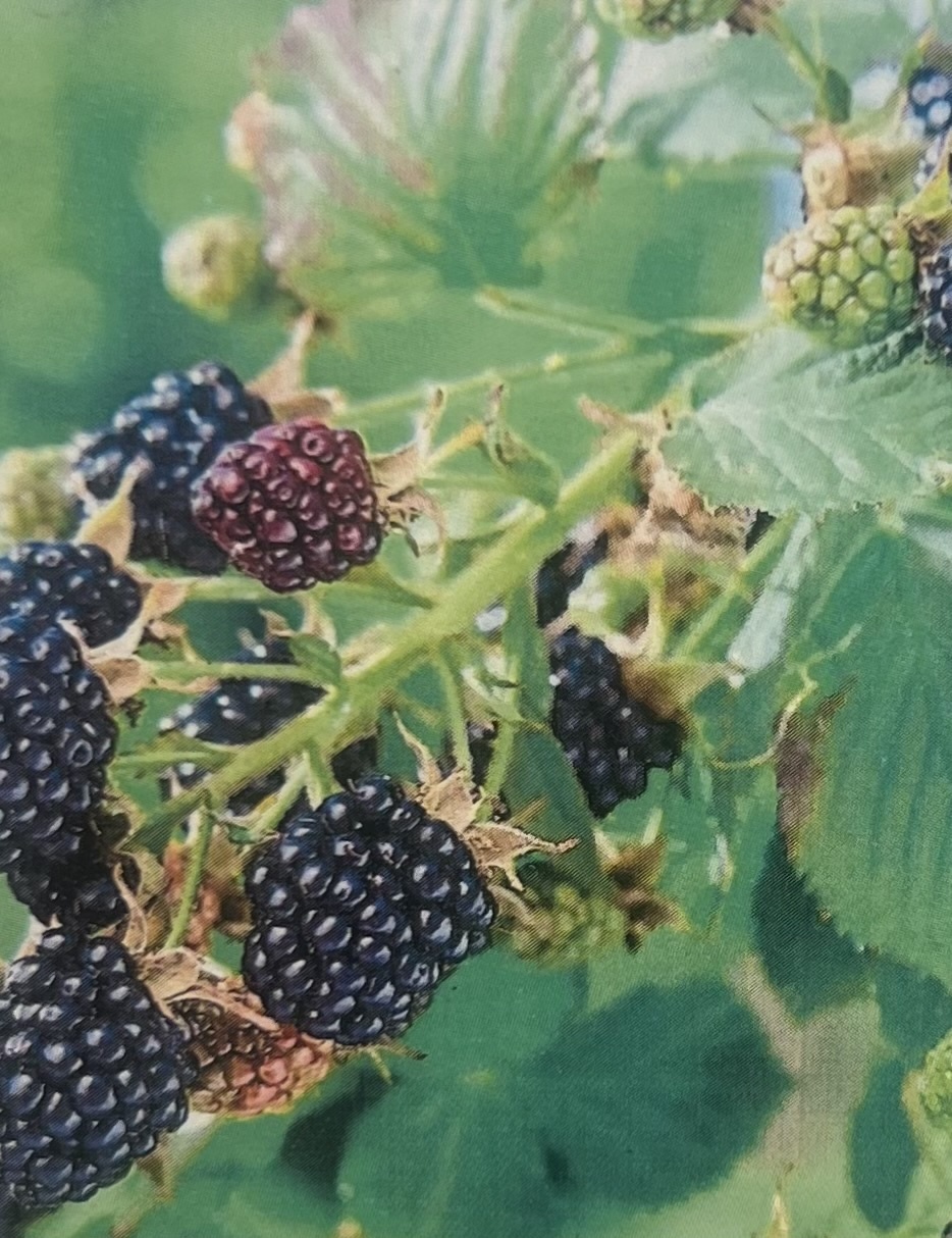 OSAGE BLACKBERRY PLANT, 3 GALLON