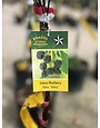 GALAXY BLACKBERRY PLANT, 3 GALLON