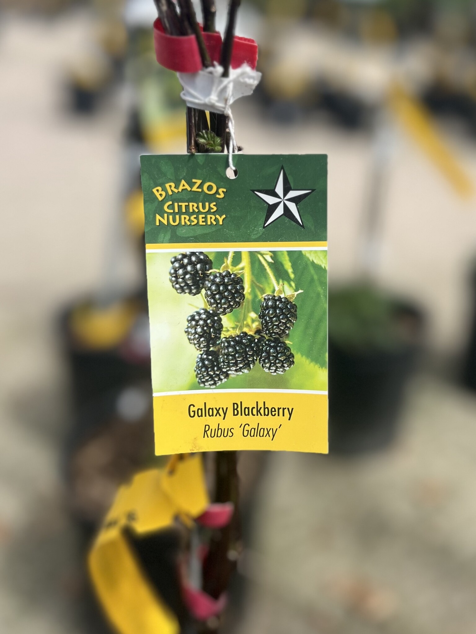 GALAXY BLACKBERRY PLANT, 3 GALLON