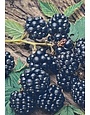 NAVAHO BLACKBERRY, 3 GALLON