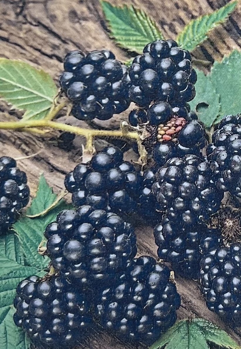 NAVAHO BLACKBERRY, 3 GALLON