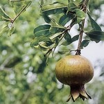 FRUIT TREE, 'POMEGRANATE, 'GARNET SASH', 3G