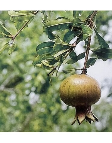 FRUIT TREE, 'POMEGRANATE, 'GARNET SASH', 3G