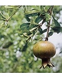 GARNET SASH POMEGRANATE TREE, 3 GALLON