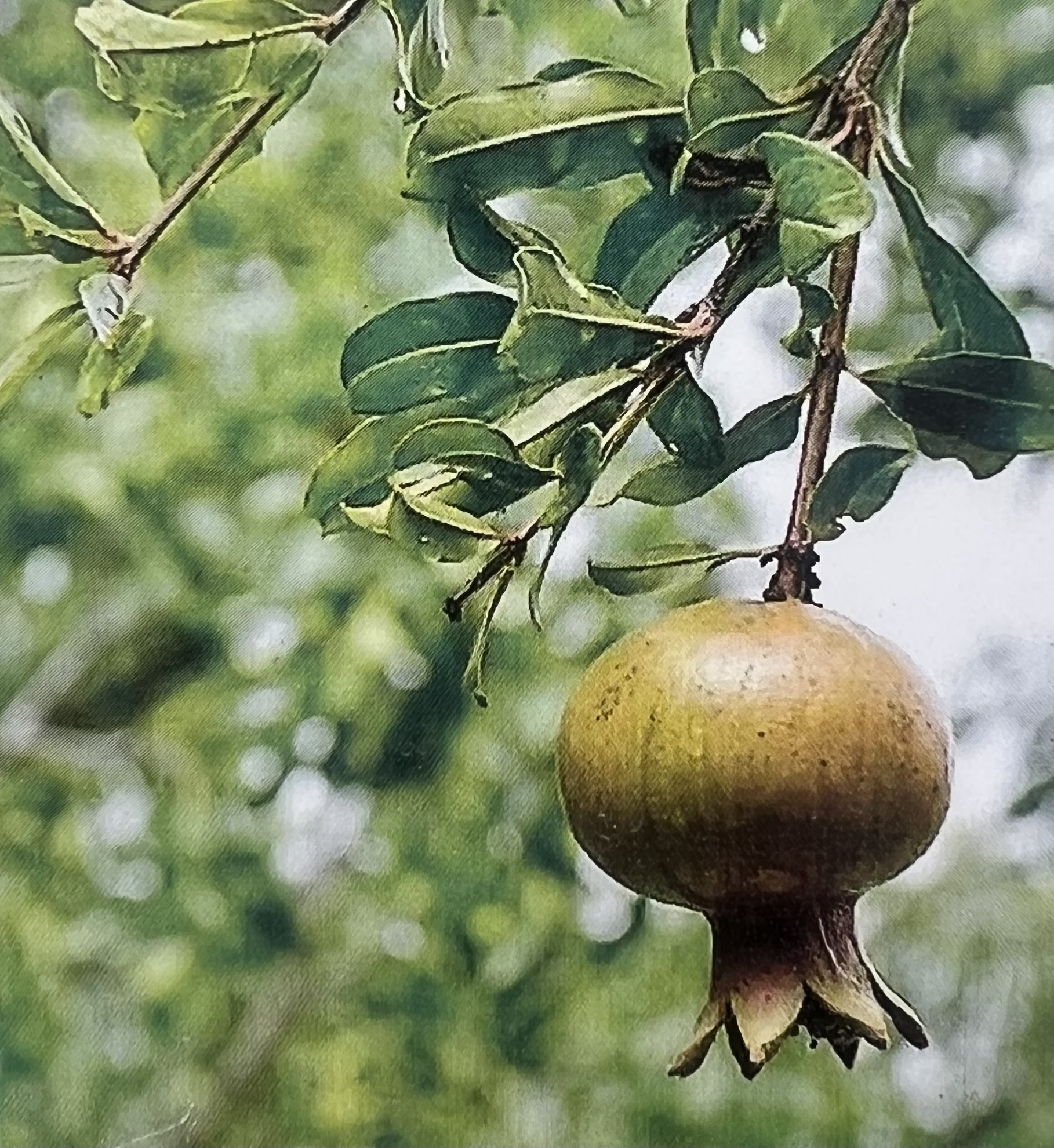 GARNET SASH POMEGRANATE TREE, 3 GALLON