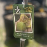 FRUIT TREE, 'FIG, 'ITALIAN HONEY', 3G