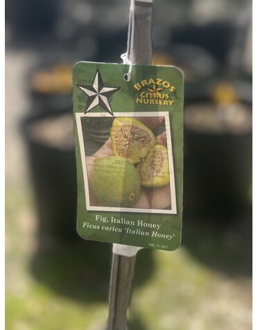 FIG TREE, 'ITALIAN HONEY', 3G