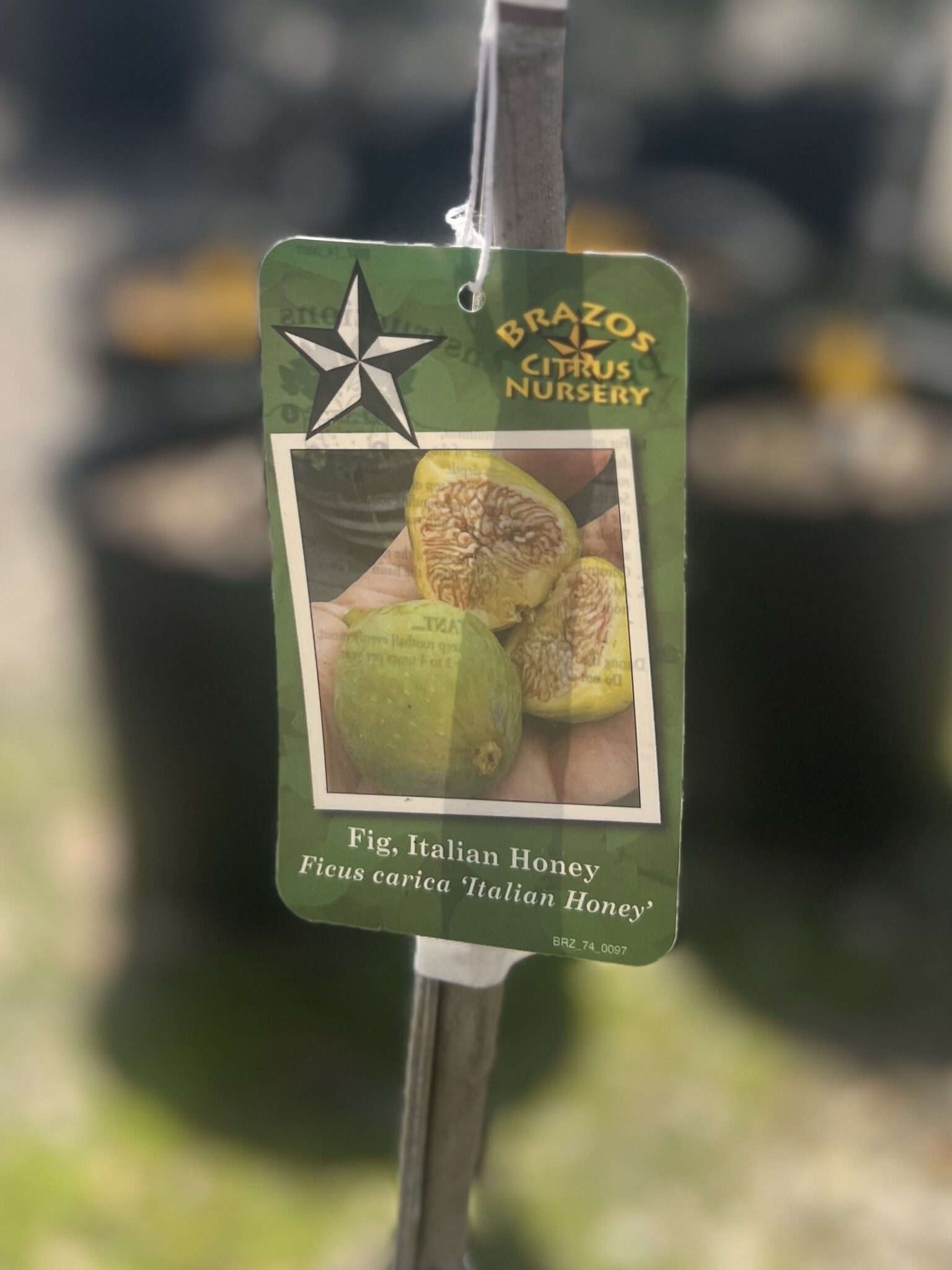 ITALIAN HONEY FIG TREE, 3 GALLON