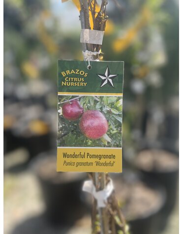 POMEGRANATE, 'WONDERFUL', 3G