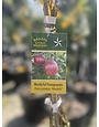 FRUIT TREE, 'POMEGRANATE, 'WONDERFUL', 3G