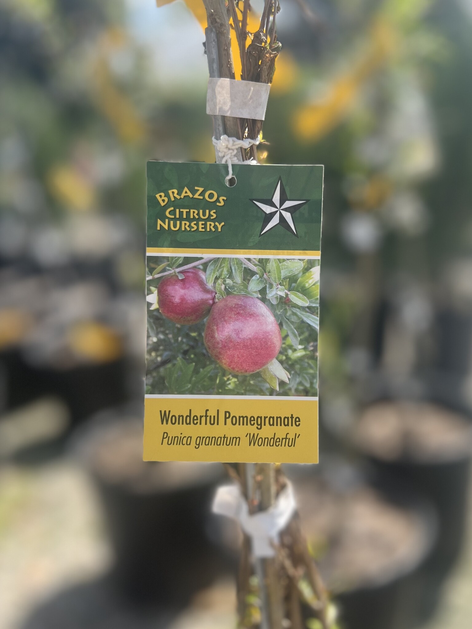 FRUIT TREE, 'POMEGRANATE, 'WONDERFUL', 3G