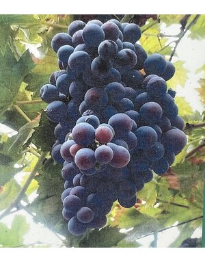 Grape 'Champanel' 5G