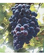 'Champanel' Grape 5 Gallon - Hardy Texas Native