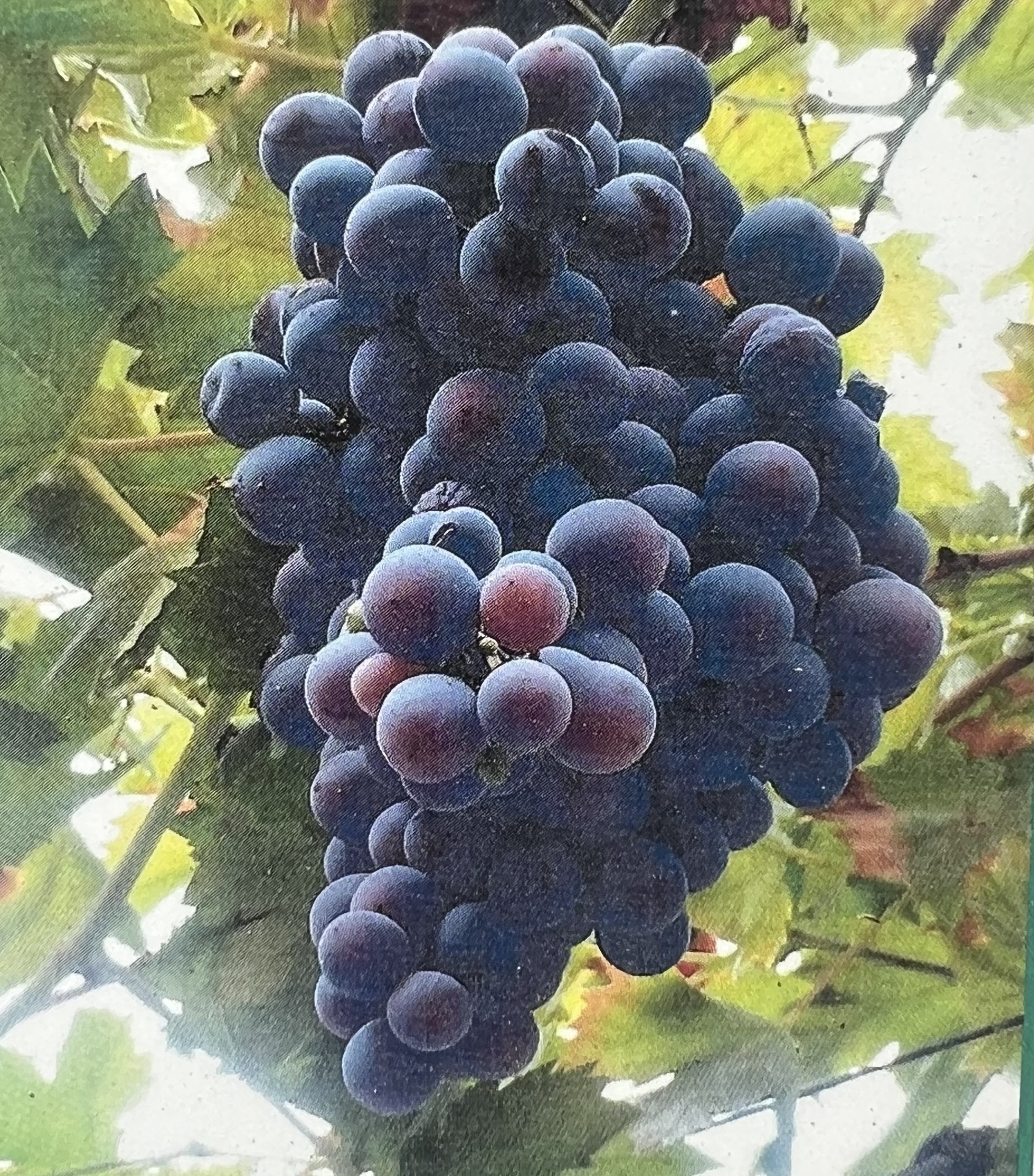 'Champanel' Grape 5 Gallon - Hardy Texas Native