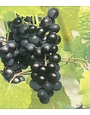 GRAPE, 'MUSCADINE, 'SOUTHERN JEWEL', 5G