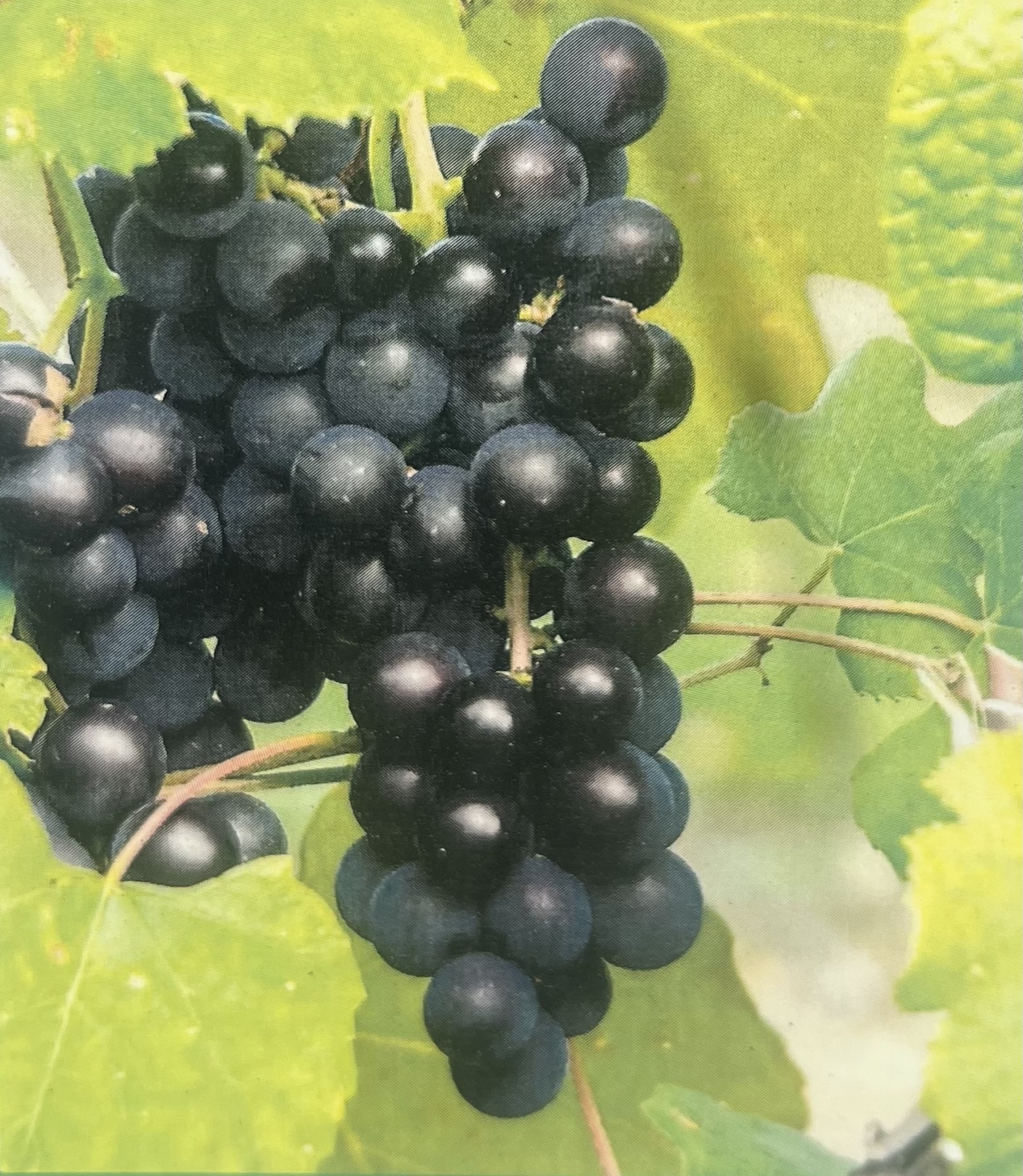 GRAPE, 'MUSCADINE, 'SOUTHERN JEWEL', 5G