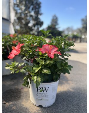 HIBISCUS, 'HOLLYWOOD, 'FIRST LADY', 3G