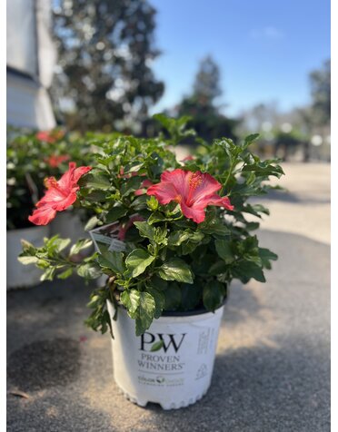 HIBISCUS, 'HOLLYWOOD, 'FIRST LADY', 3G