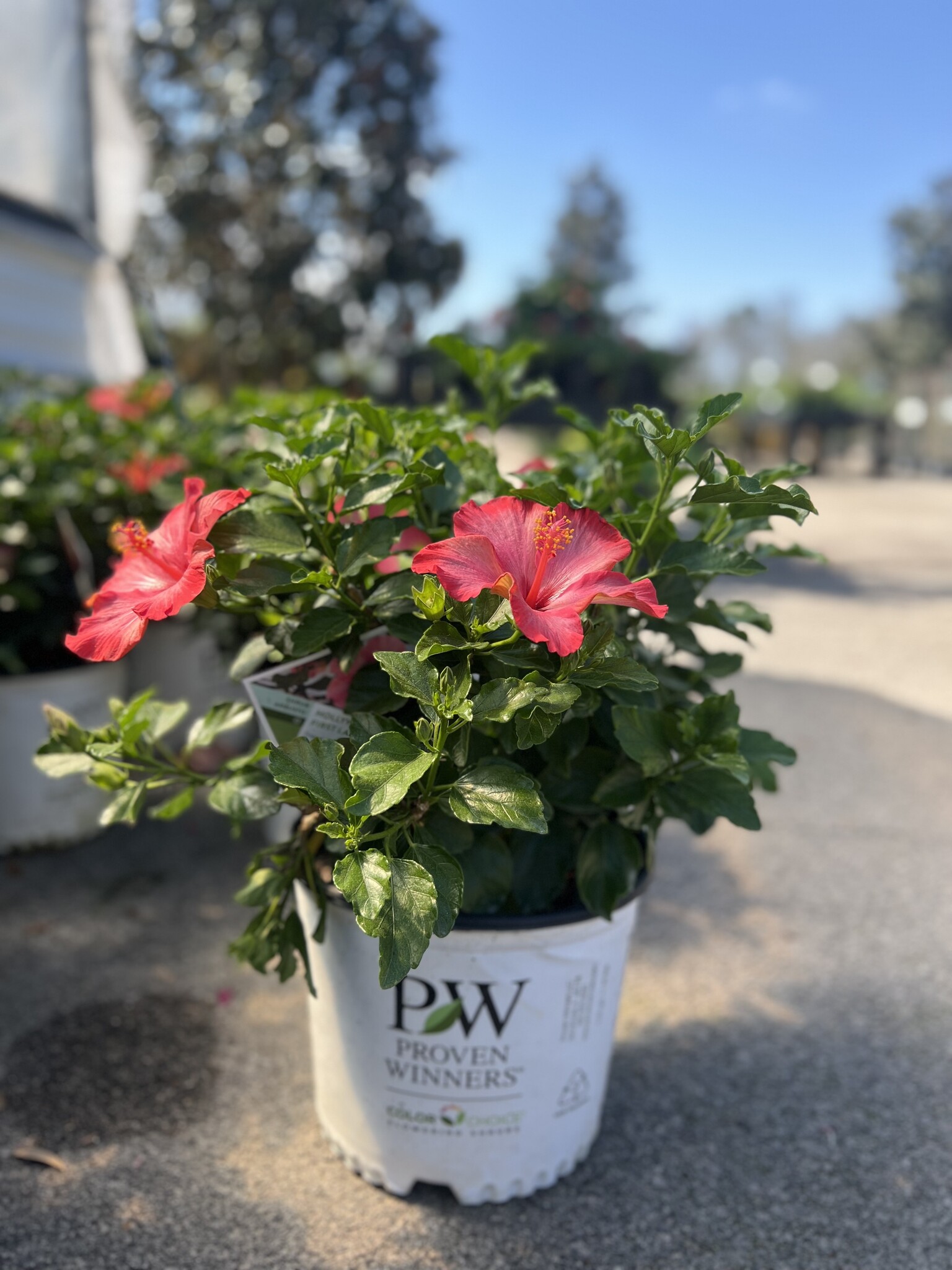 HIBISCUS, 'HOLLYWOOD, 'FIRST LADY', 3G