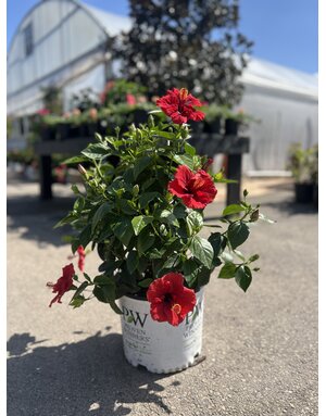 HIBISCUS, 'HOLLYWOOD, 'HOT SHOT', 3G