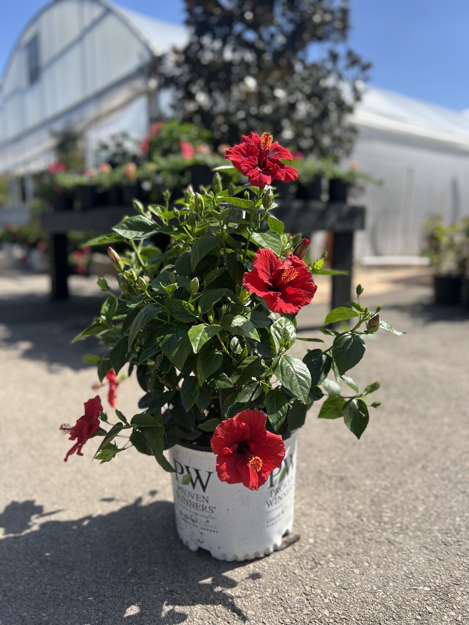 HIBISCUS, 'HOLLYWOOD, 'HOT SHOT', 3G