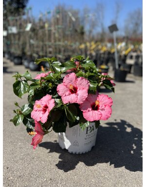 HIBISCUS, 'HOLLYWOOD, 'TALK OF THE TOWN', 3G*