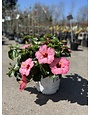 'TALK OF THE TOWN' HOLLYWOOD™ HIBISCUS PLANT, 3 GALLON