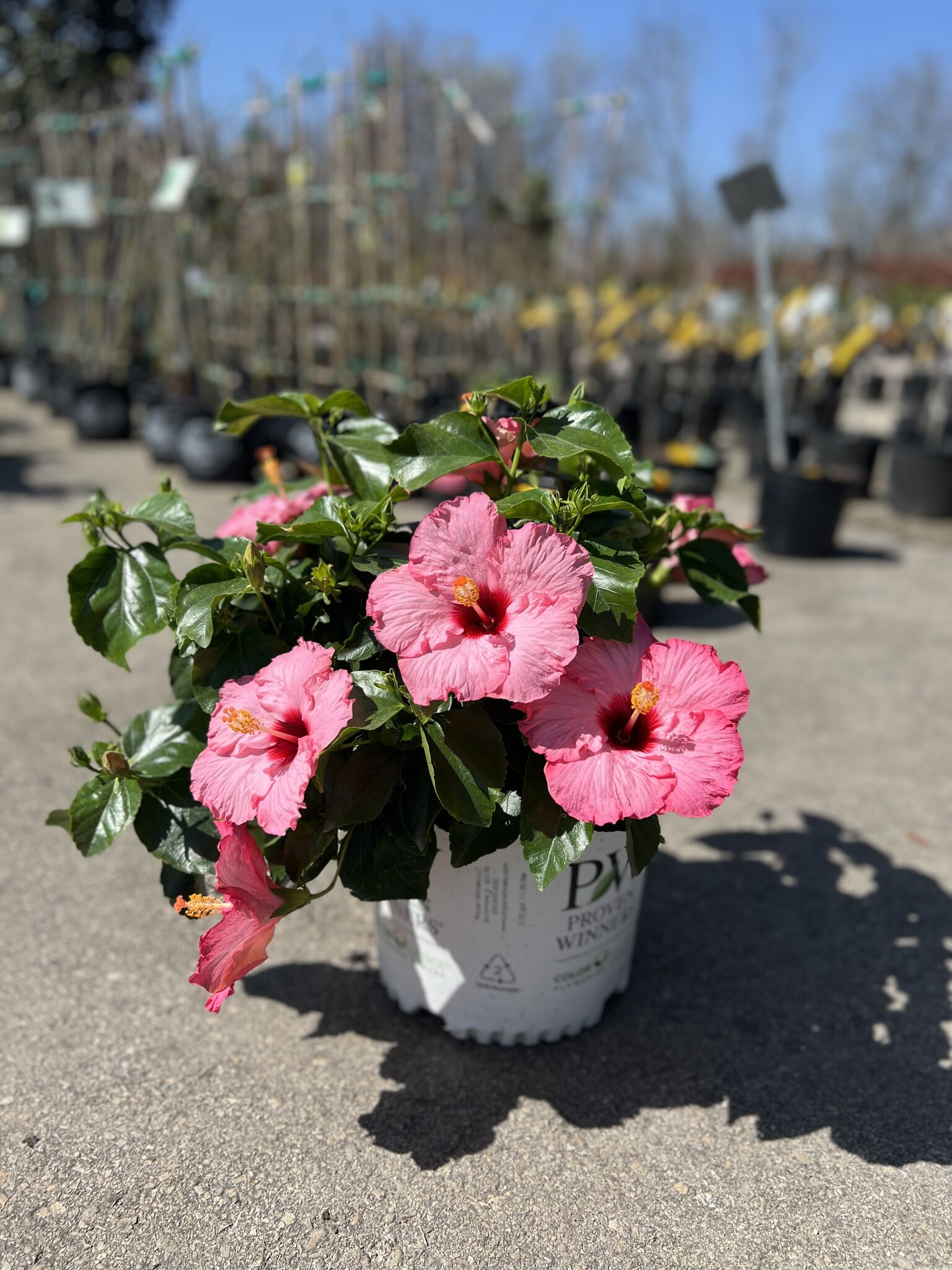 'TALK OF THE TOWN' HOLLYWOOD™ HIBISCUS PLANT, 3 GALLON