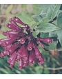 'RED' CESTRUM PLANT, 1 GALLON