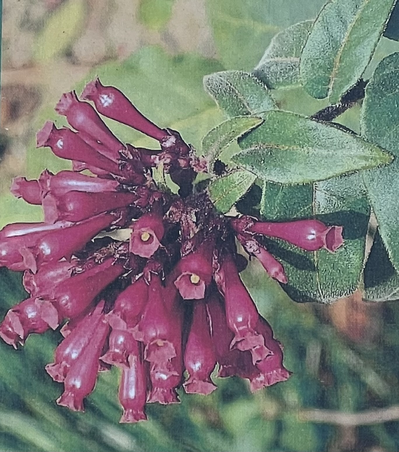 'RED' CESTRUM PLANT, 1 GALLON