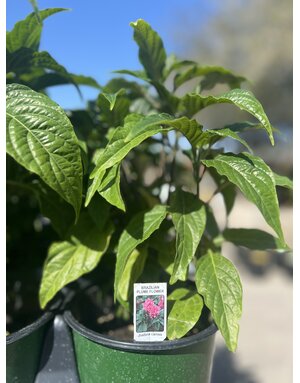 JACOBINA, 'PINK PLUME', 1G*